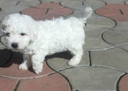 Bichon Frise incantatori