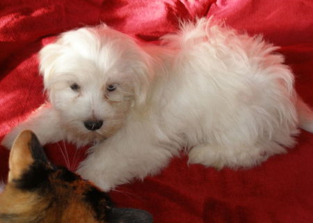 Bichon Havanese