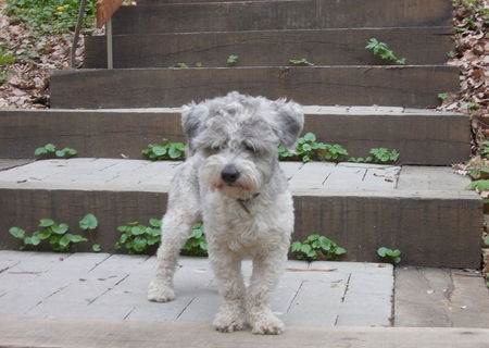 bichon havanez