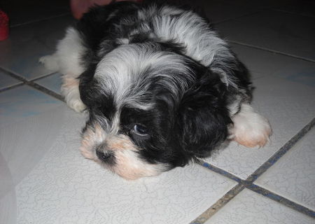 Bichon Havanez