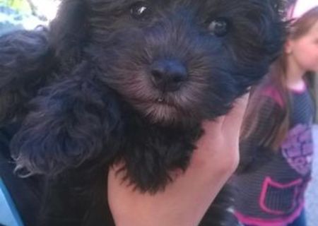 bichon havanez 300 ron bichon havanez 300 ron