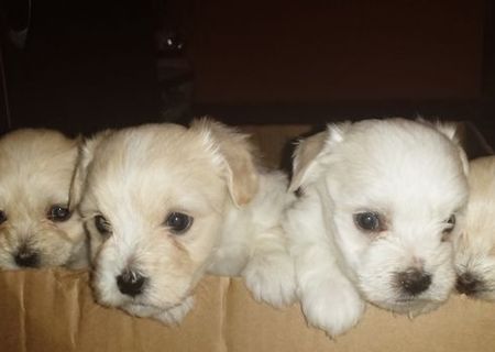 Bichon Havanez