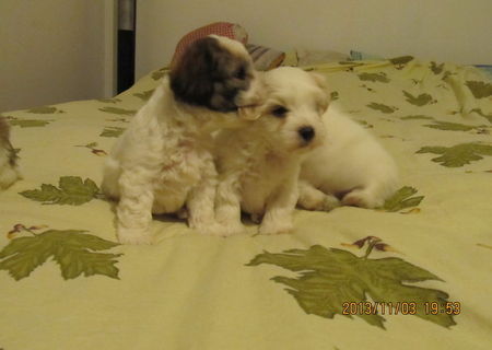 bichon havanez