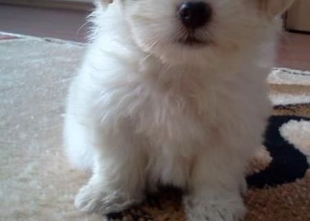 Bichon Havanez (7 saptamani)