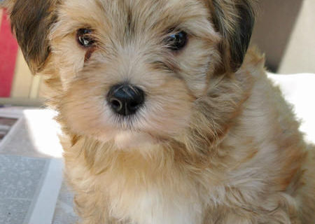 bichon havanez maro