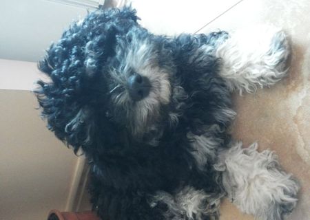 bichon havanez,mascul de 3 luni