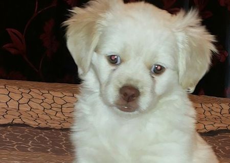 Bichon havanez metis