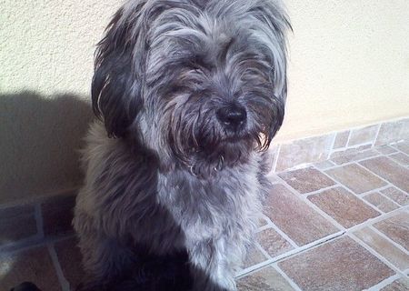 Bichon Havanez PIERDUT in parcare la CARREFOUR