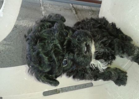 bichon havanez pitic