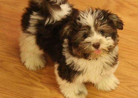 bichon havanez toy 400 ron