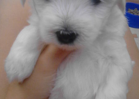 Bichon maltese