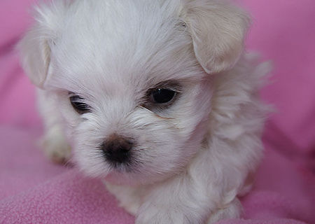 bichon maltese