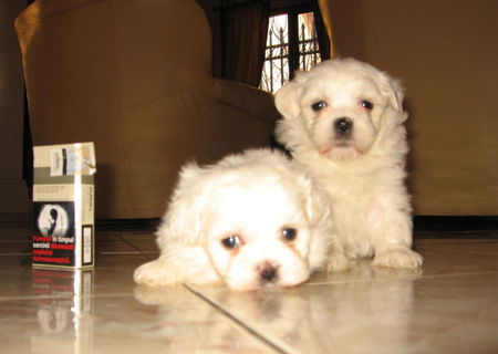 bichon maltese 2 luni bichon maltese 2 luni