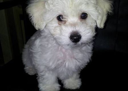 Bichon maltese 3 luni alb