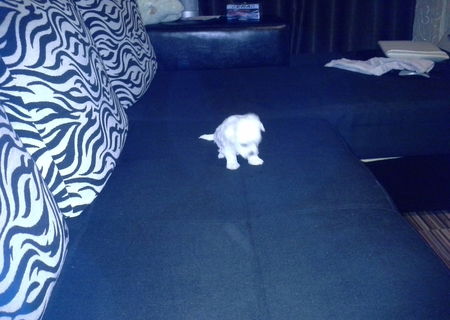 bichon maltese