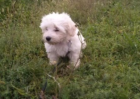 Bichon Maltese