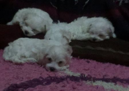 Bichon Maltese Bichon Maltese