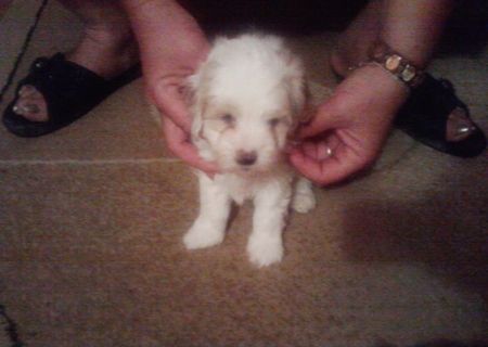 BICHON Maltese fete si baieti