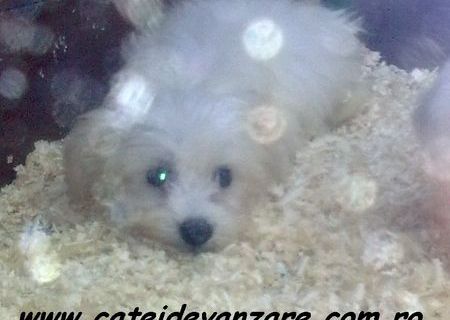 Bichon maltese mascul