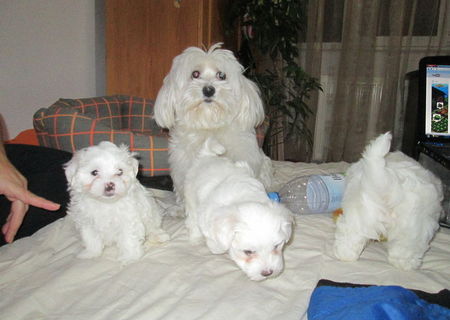 Bichon Maltese pui