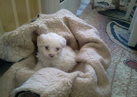Bichon Maltese toy