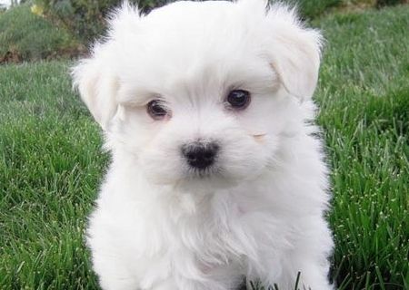 Bichon Maltese toy, rasa pura Bichon Maltese toy, rasa pura