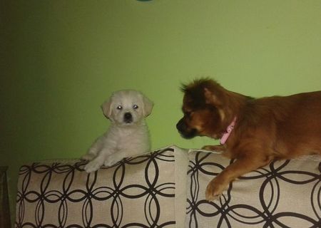 bichon maltez