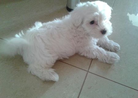 bichon maltez