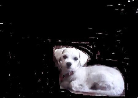 bichon maltez