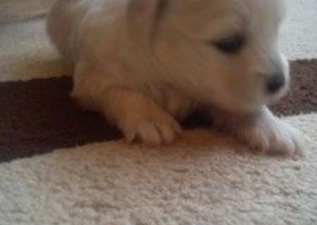 Bichon maltez