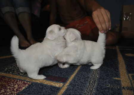 Bichon Maltez