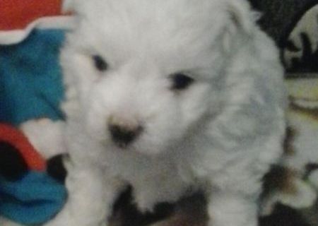 Bichon maltez