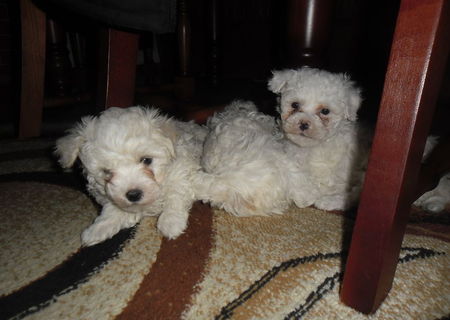 Bichon Maltez