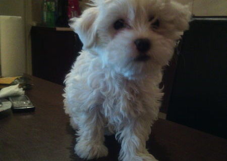 bichon maltez