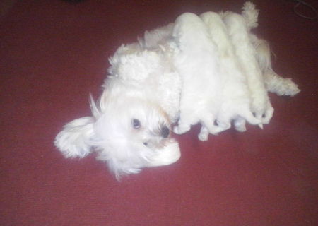 Bichon maltez