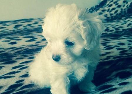bichon maltez