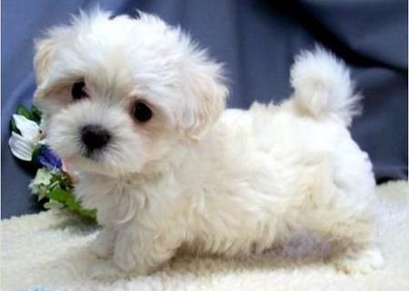 bichon maltez albi 600 ron