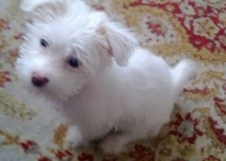 bichon maltez foarte dragut bichon maltez foarte dragut