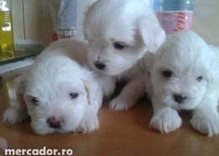 bichon maltez/maltese