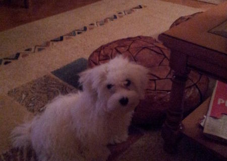 Bichon Maltez. mascul, 4 luni