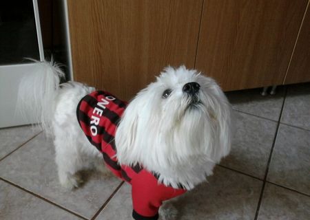 Bichon maltez pentru imperechere...