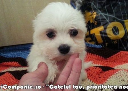 Bichon Maltez pui alb imaculat rasa pura