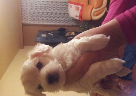 Bichon Maltez rasa pura