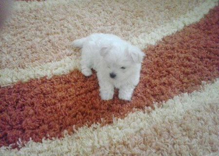 Bichon Maltez talie mica