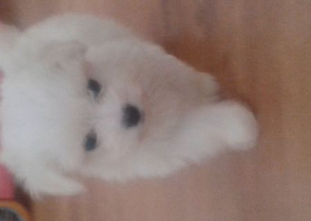 Bichon Maltez toy