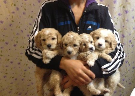 Bichon maltezi