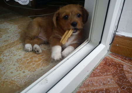 Bichon maro,2 luni mascul.