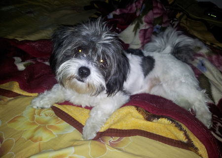 Bichon pierdut