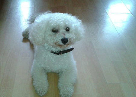 bichon pt monta