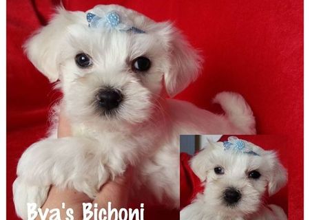 Bichoni Maltese Toy